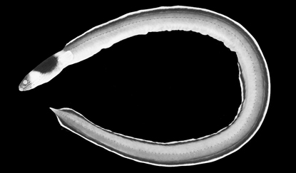 写真-1　日本初記録種「カワウミヘビ」