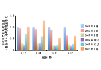 図-1成熟メストラフザメにおける新規分子マーカー候補SF008の周年発現変動