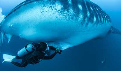 写真-2 野外におけるジンベエザメからの採血