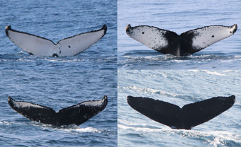 図-1　ザトウクジラの尾びれ腹面写真