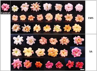写真-3 変異原処理によって花色が多様化したちゅらら