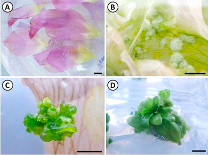 写真-7 トルコキキョウの花弁培養の様子