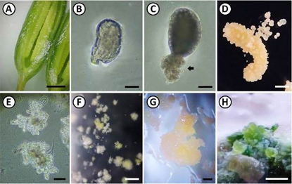 写真-9 トルコキキョウの雌原細胞培養の様子