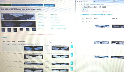 写真-3 ザトウクジラ尾びれ照合システムの開発