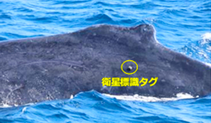 写真-4 ザトウクジラへの衛星標識タグの装着