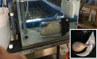 写真-4板鰓類用人工哺育器の試作機