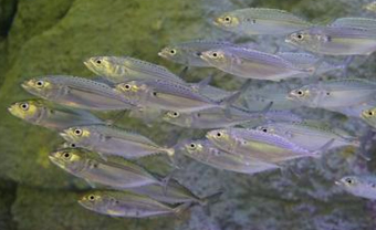 写真-2水族館で繁殖したグルクマの幼魚