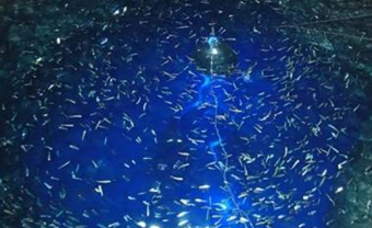 図-1魚類捕獲装置（上）と、捕獲された小魚（下）