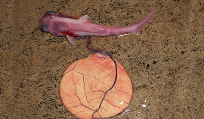 イタチザメの子宮内胎仔．(左)　妊娠後期　全長約65cm、(右)　妊娠初期　全長約10cm