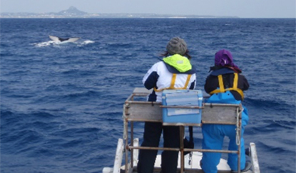 ザトウクジラ調査の様子