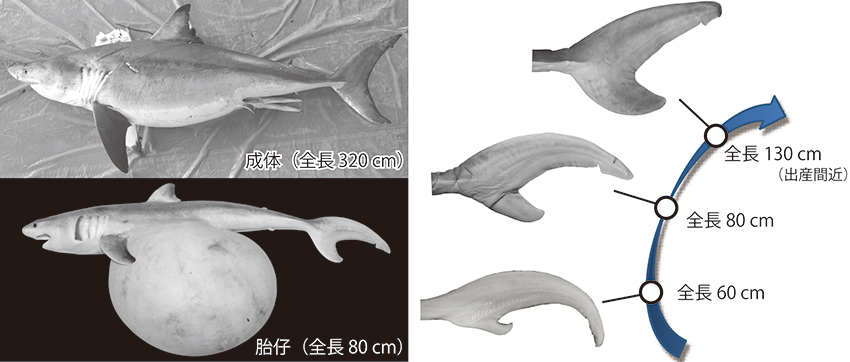 ホホジロザメの“三日月形”の尾ビレの形成過程に関する論文が掲載されました