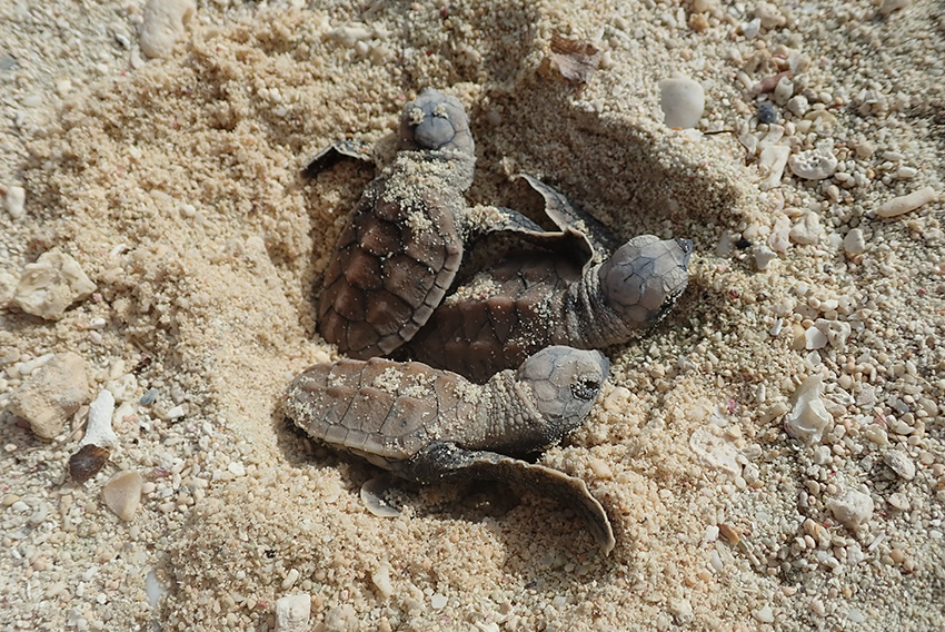 世界初　タイマイの3世代目の繁殖成功！