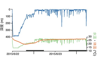 図2. ジンベエザメの深度と水温、その時の体温変化