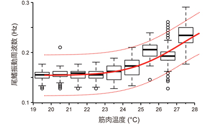 図3. ジンベエザメの筋肉温度と尾鰭振動周波数の関係