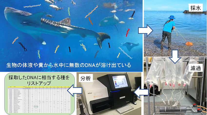 水を汲むだけでサンゴ礁から291種の魚を検出　環境DNAの論文が掲載されました。