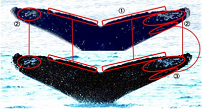 北海道と沖縄でのザトウクジラ同一個体の発見報告が学術誌に掲載されました。