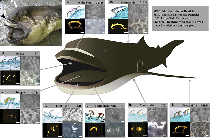 メガマウスザメは生物発光しないことを立証する研究結果を公表しました