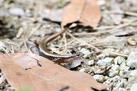 ヨナグニスベトカゲの成体