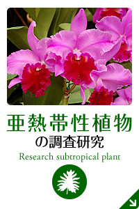 亜熱帯性植物の調査研究