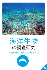 海洋生物の調査研究