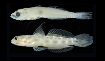 写真-4　種同定されたハゼの例　ヒメシノビハゼの仔魚（上）と成魚（下）