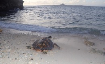 写真-2　タイマイの標識放流の様子