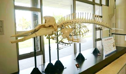 写真-3 タイヘイヨウアカボウモドキ全身骨格標本の展示