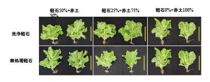 写真-3 軽石を使用したリーフレタスの栽培試験