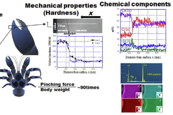 図-1　ヤシガニ甲殻の硬さと元素構成の解明
