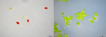 写真-1 オキナワセッコクの発芽試験実施状況