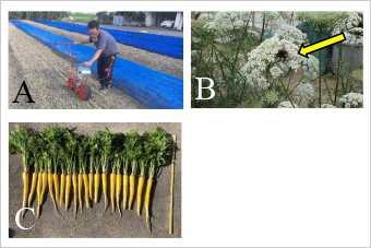写真-2 A：シーダーテープ用播種機で島ニンジン種子