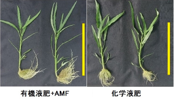 写真−2 底面給水型コンテナで栽培したヨウサイ