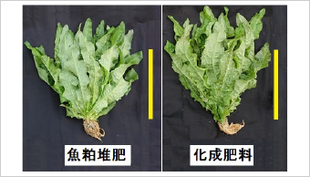 写真−3 魚粕堆肥を用いて栽培したメーオーパ