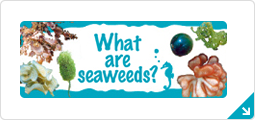 What are seaweed?