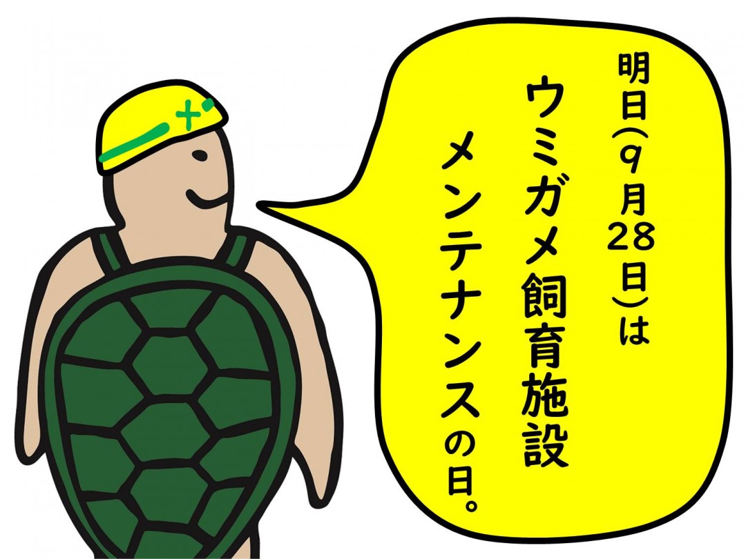 明日（28日）のウミガメ飼育施設見学は、お休みです！