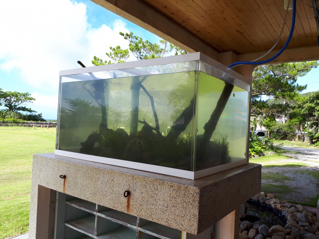 ある日の学校～川の生き物水槽がからっぽ？！～