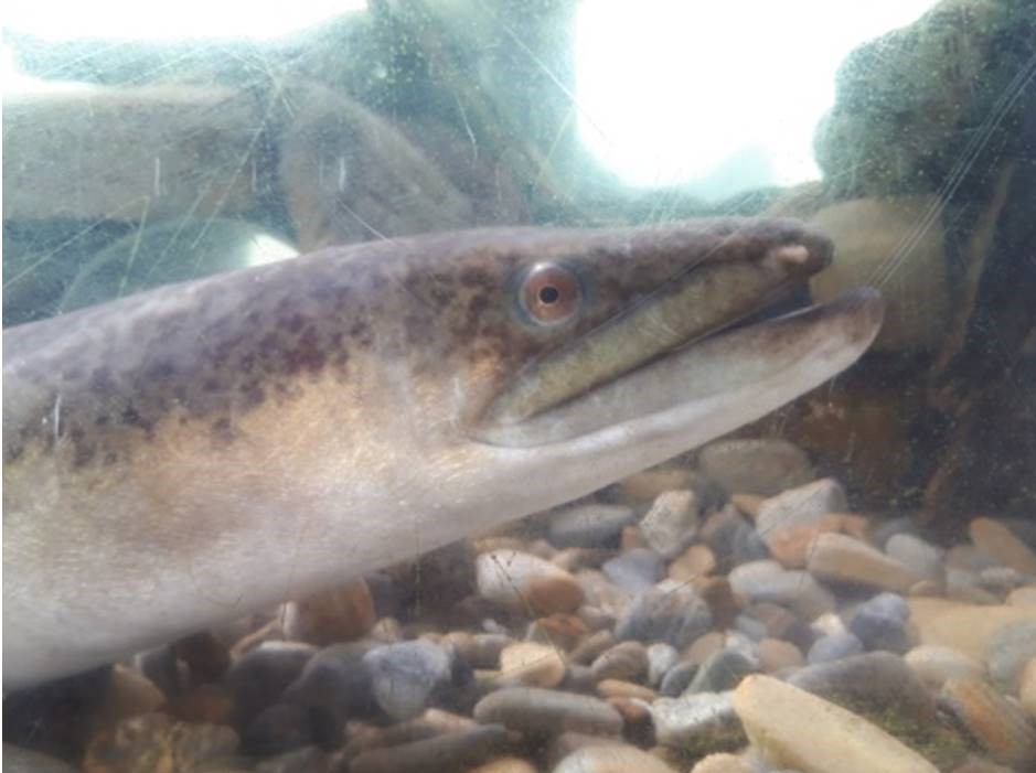 ある日の学校～【続編】川の生き物水槽がからっぽ？！～