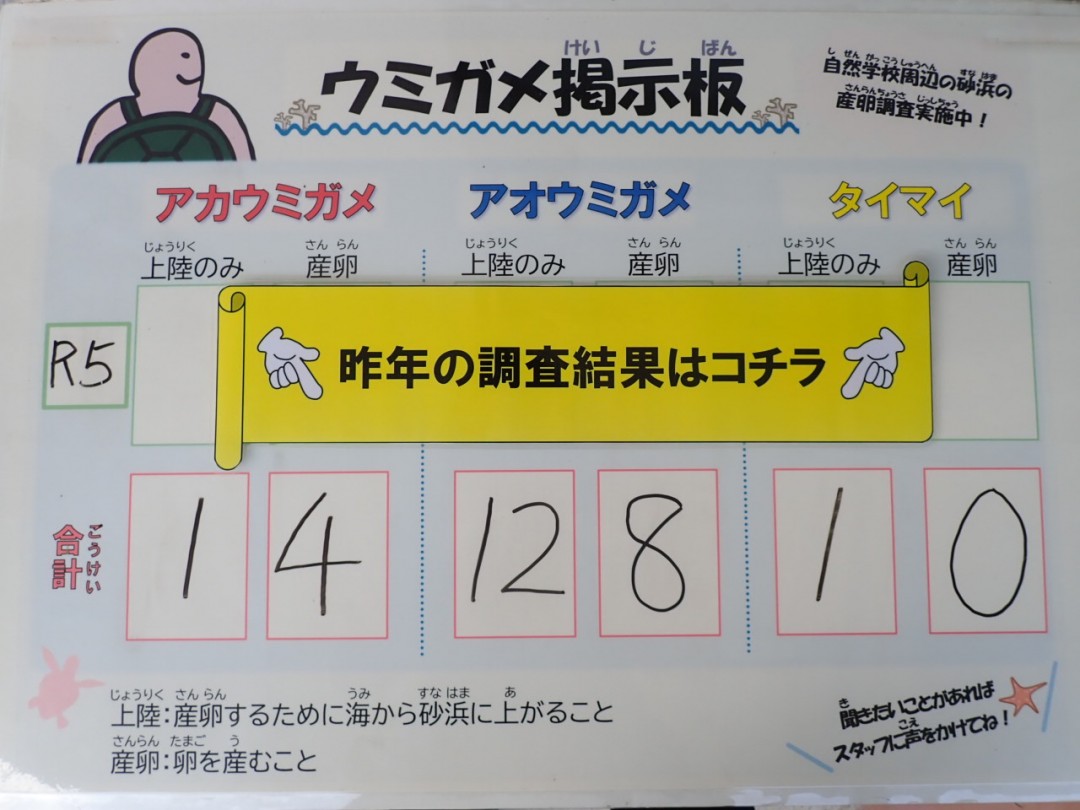 2024年のウミガメ産卵調査、始まります！！