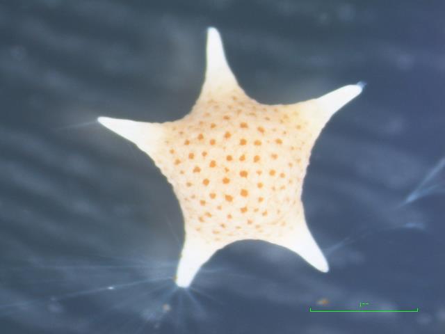 【小さな生き物「有孔虫」～生きている有孔虫を観察しよう～】を実施しました！