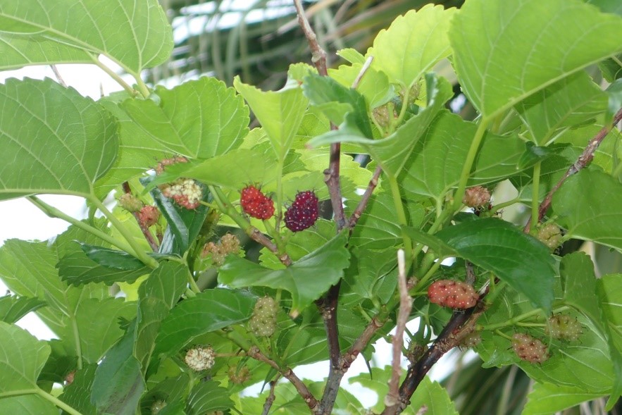 美ら島から季節のお便り【植物編～4月～】