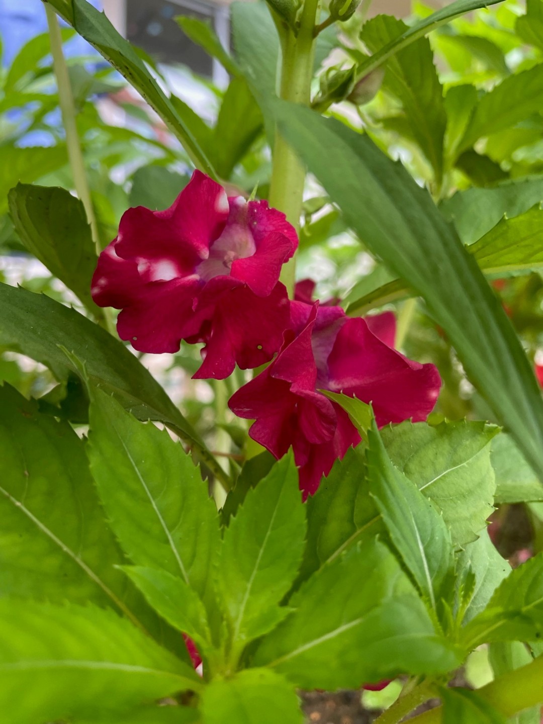 ある日の学校～ティンサグの花を爪に染めました！～