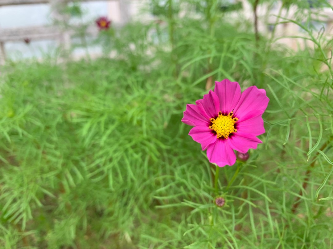 コスモス畑を、つくっています！【咲きはじめました☆】