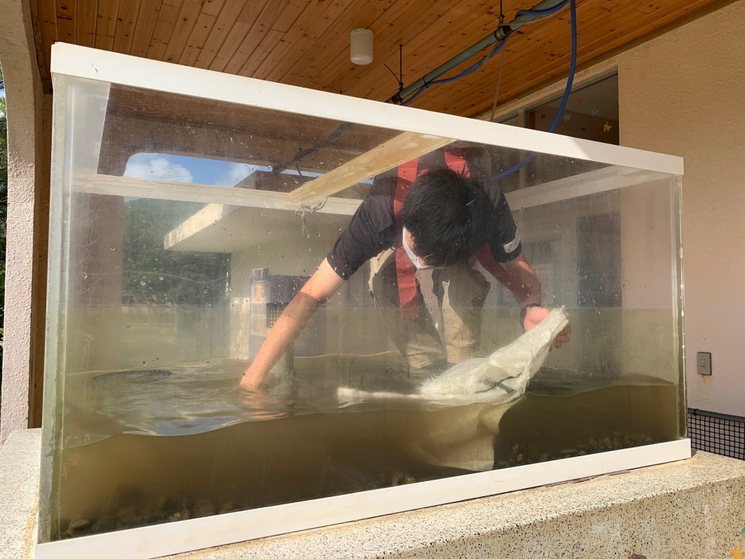 ある日の学校～川の生き物水槽をスッキリそうじ☆～