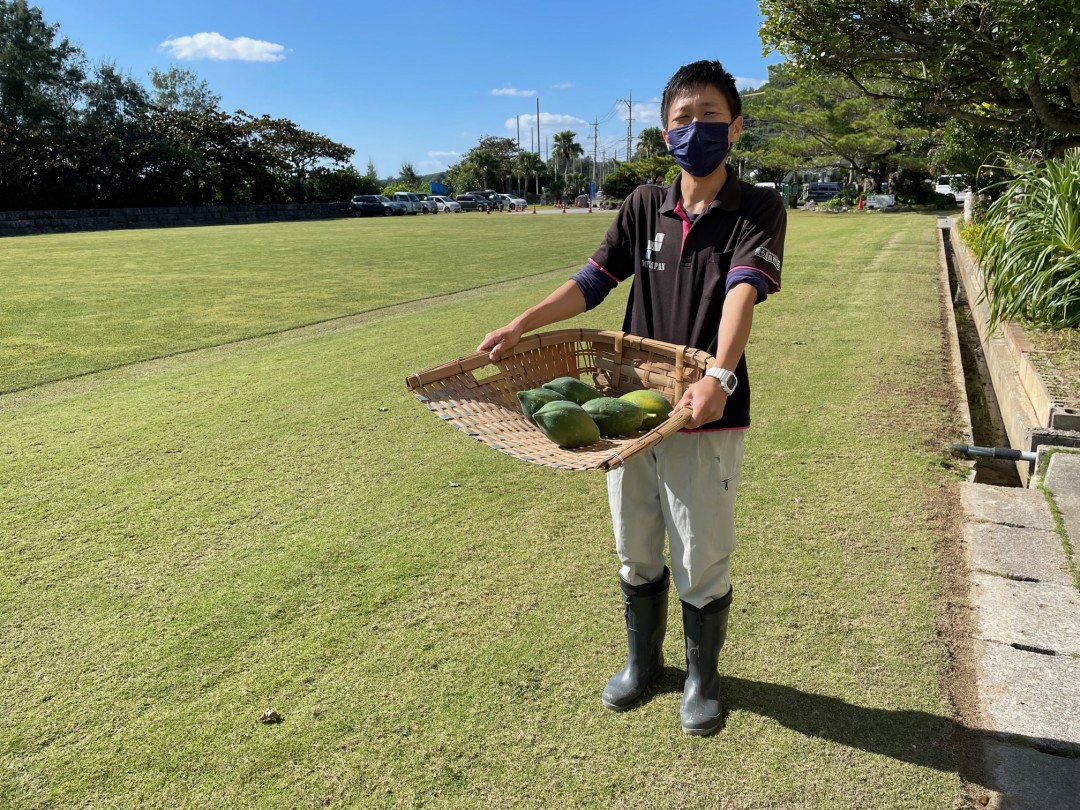 パパイヤと背くらべ？！盗られる前に収穫！