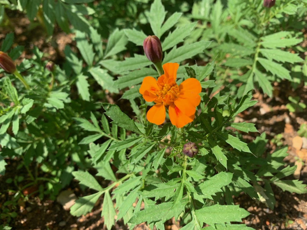 つぎの花壇はマリーゴールド☆④