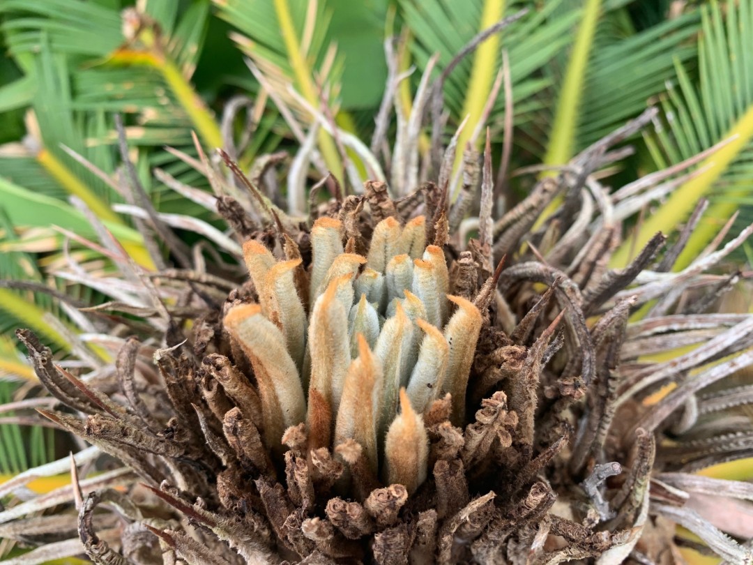 美ら島から季節のお便り【植物編～春～】