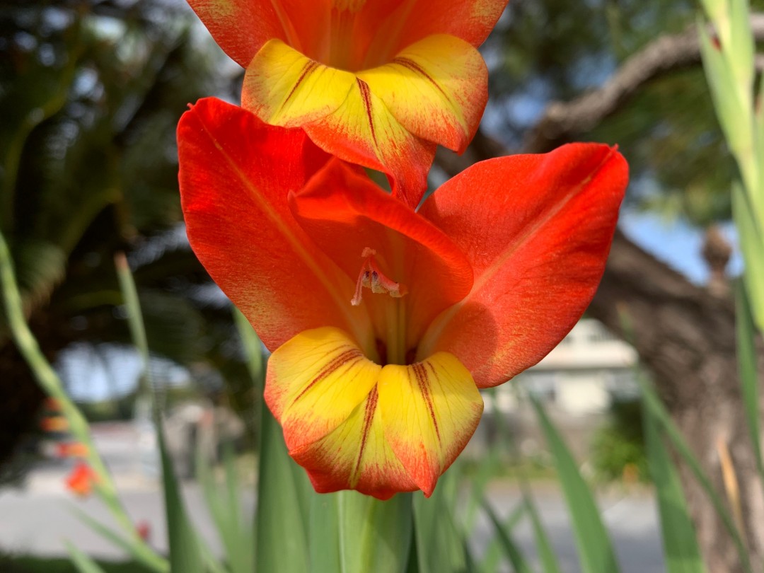 春の花？！夏の花？！