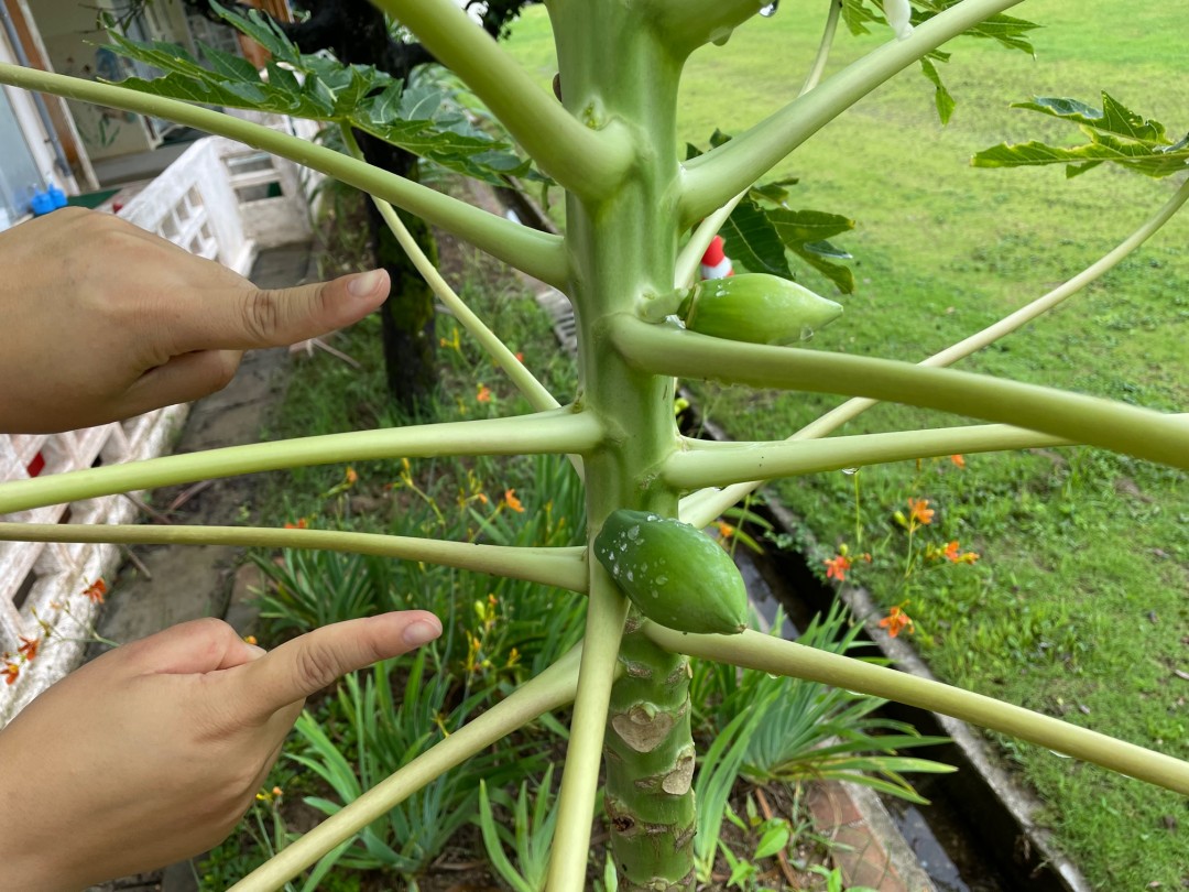 パパイヤと背くらべ？！実が…！