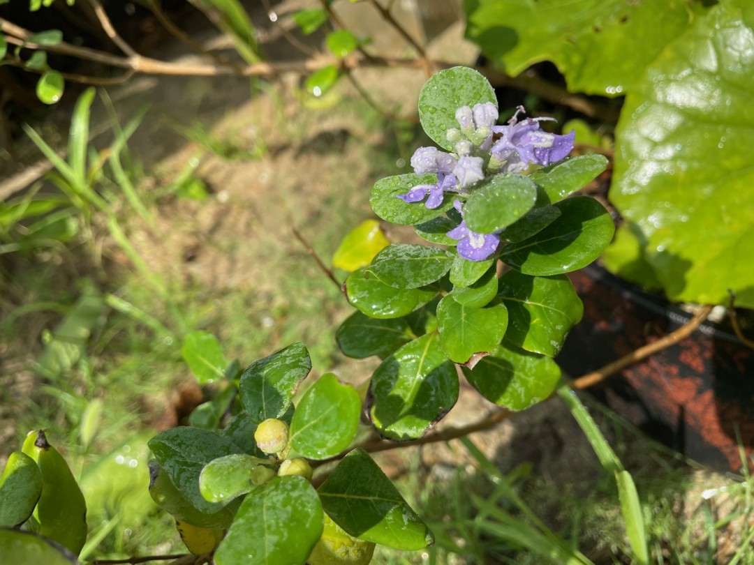 ある日の学校～ハマゴウの花～