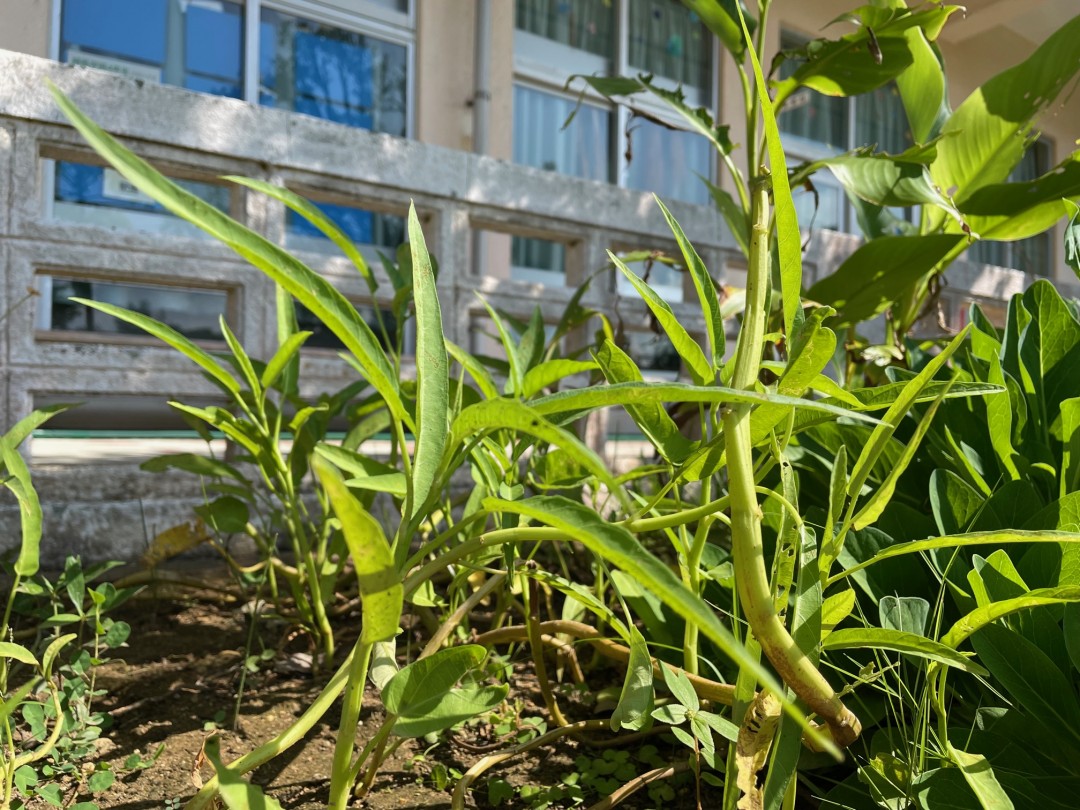 島野菜を植えて1年記念☆